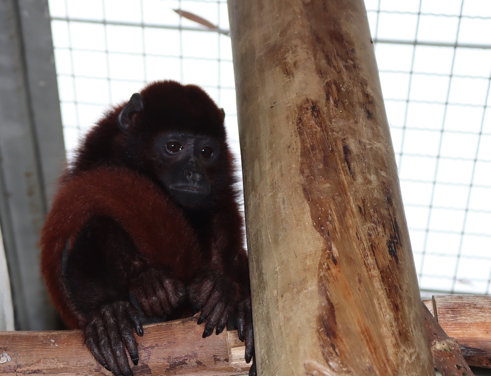 Ambiente Bogotá recuperó mono aullador en Fontibón gracias al apoyo de la ciudadanía
