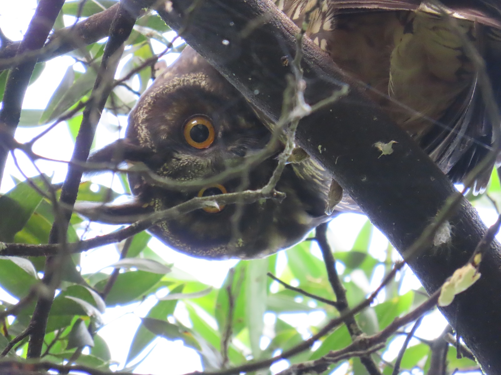 Fotografía Grupo de monitoreo de la Secretaría Distrital de Ambiente